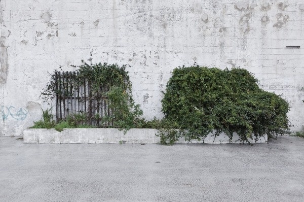 © Maxime Tetard #vegetal #car