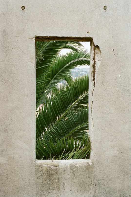 Claudio Troncoso Rojas © #palms