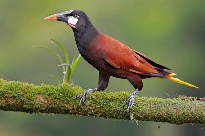 #your_best_birds: Beautiful Birds of India by Thirumoorti Ra