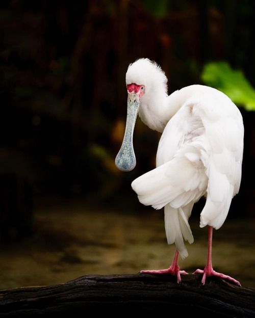 Photogrist Photo Tumblr — Bird Photography by Damilice Mansur