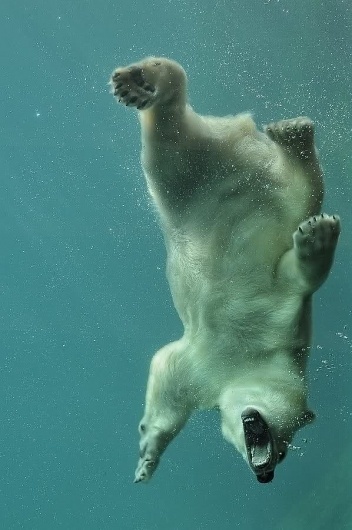 1qsnxf.jpg (598×900) #icebear