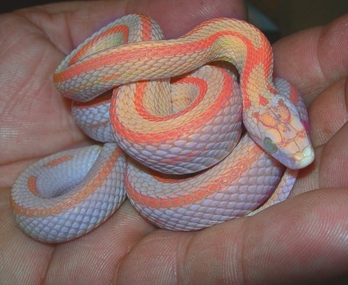 DeadFix » snake #snakes #orange #neon