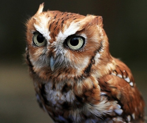tumblr_l7fuffyea91qzrblzo1_500.jpg (500×418) #owl #bird