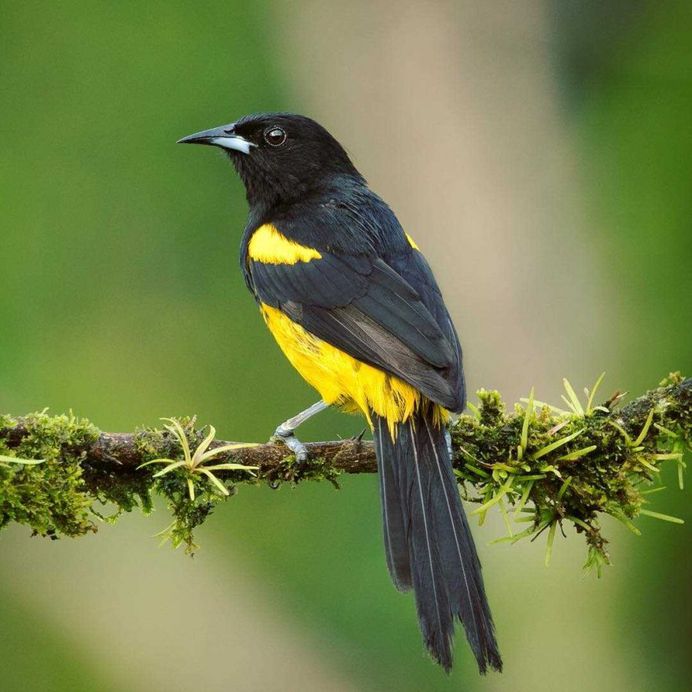 #bestbirds: Beautiful Bird Photography by Alejandra Perez