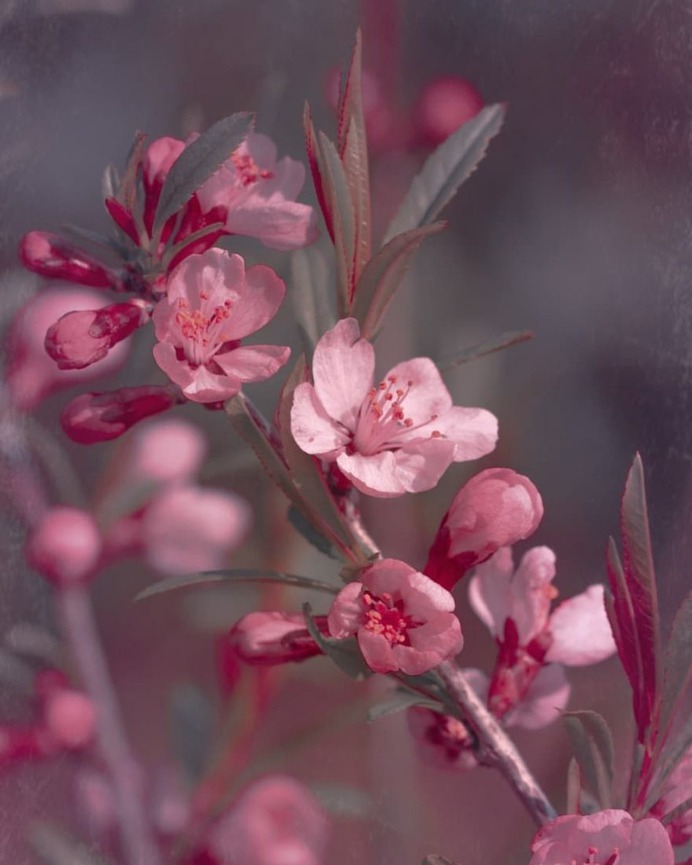 Beautiful Macro Flowers Photography by Tasha Tajdel