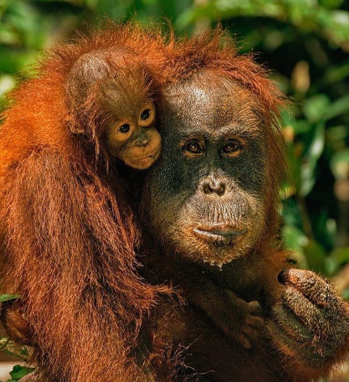 Spectacular Wildlife Animals Portraits by Andy Rouse
