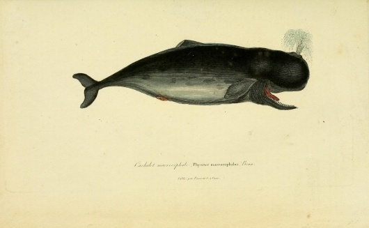 Complements-de-Buffon-Vol1-66.jpg 1877×1159 pixels #whale