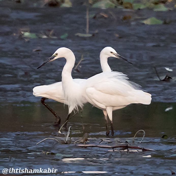 #birds_adored: Stunning Birds Photography by Ihtisham Kabir