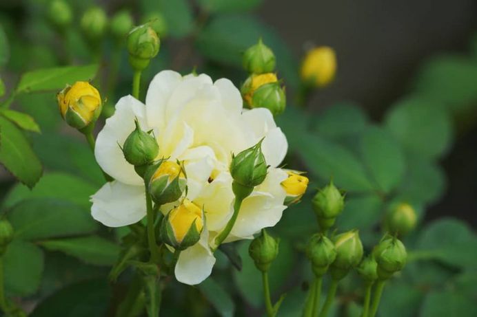 #ig_flowers: Beautiful Flowers Photography by Yasushi Kawakami
