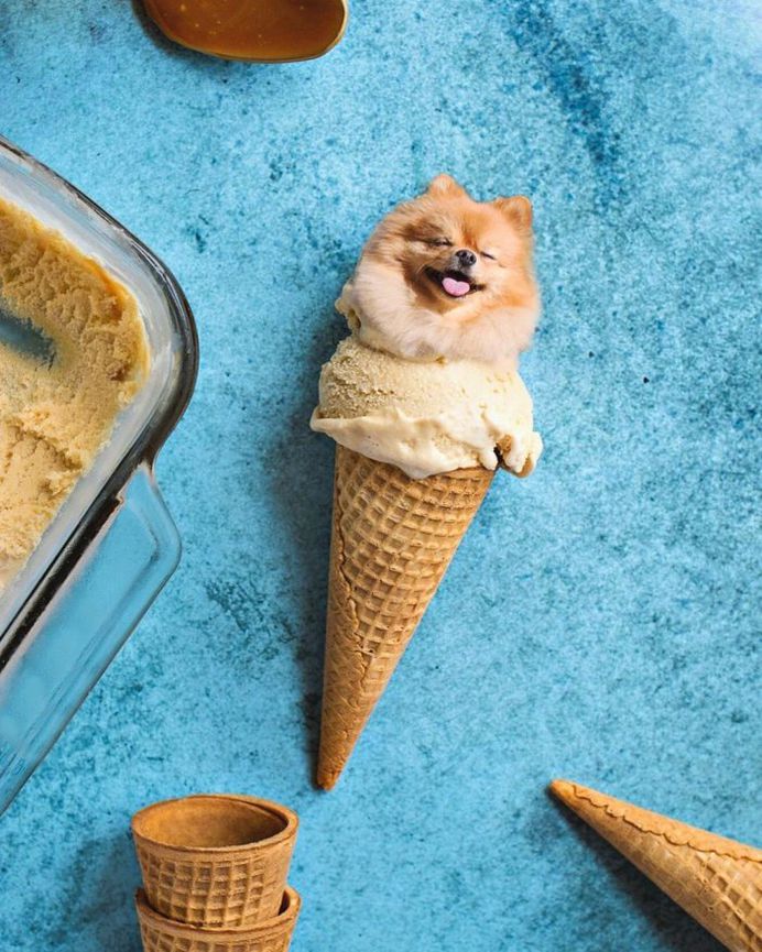 The 10 Most Famous Dogs on Instagram and Snapchat in 2018
