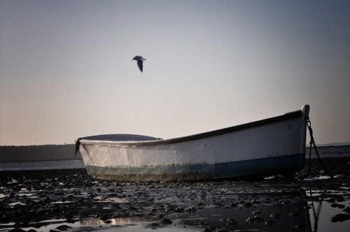 http://thatisabsurd.tumblr.com/ #lighting #photography #boat #bird