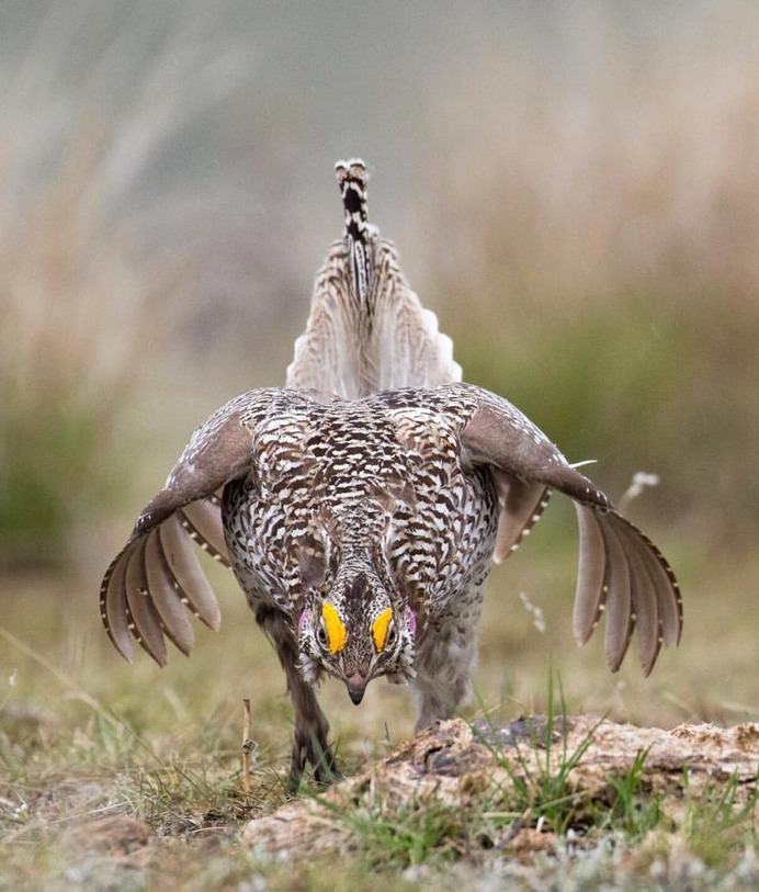 #kings_birds: Wonderful Bird Photography by Liron Gertsman