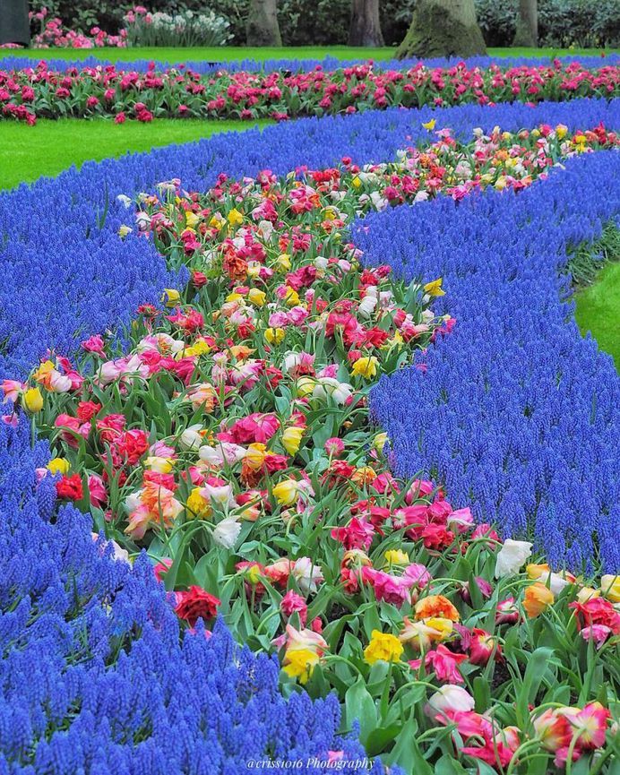 Fabulous and Colorful Flower Photography by Tatsuya Kurisu