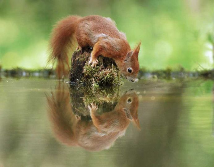 Julian Rad Captures Fabulous Photos of the European Red Squirrel
