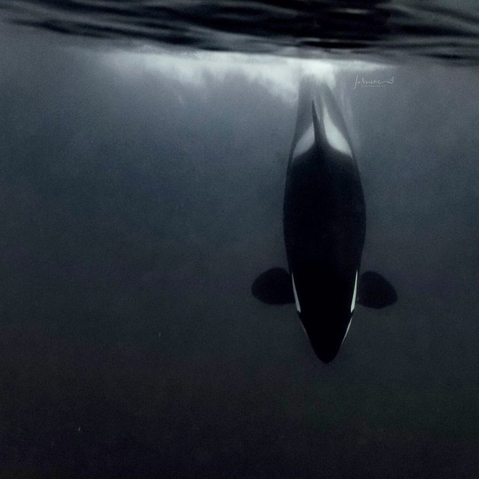 Spectacular Underwater Photos of Whales by Jasmine Carey