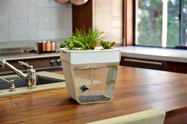 CJWHO ™ (Home Aquaponics Kit: Self Cleaning Fish Tank That...) #amazing #self #design #fish #tank #aquaponics #cleaning #kickstarter #clever