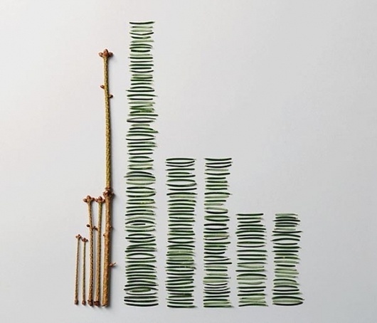 Things Organized Neatly #ferns #neat