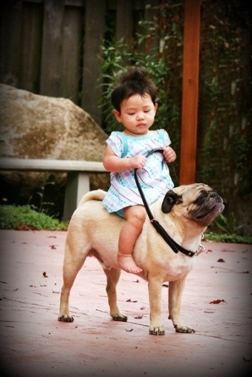 Jess Erickson's Photos - Wall Photos #burden #beast #photo #of #baby #pug