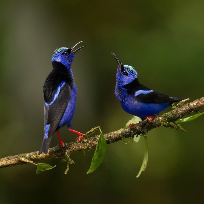 Amazingly Beautiful Birds Photography by Corey Hayes