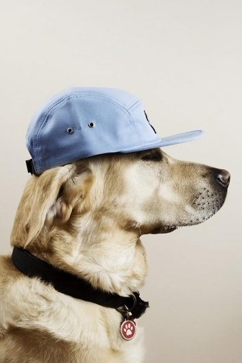 Dogs with caps | Cuded #caps #dogs