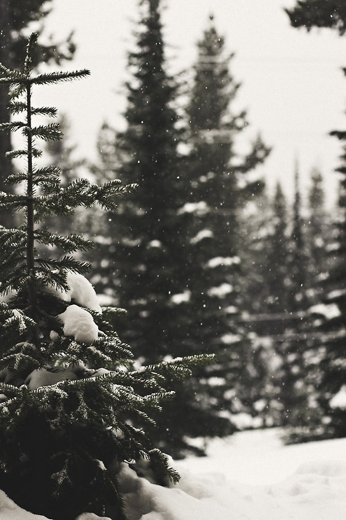 Rumble Tumble Little Life #beauty #tree #cold #snow #wood #photography #frost #pine #forest #snowflakes #winter