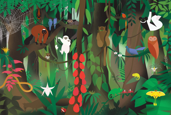 Madagascar - Clayton Junior #illustration