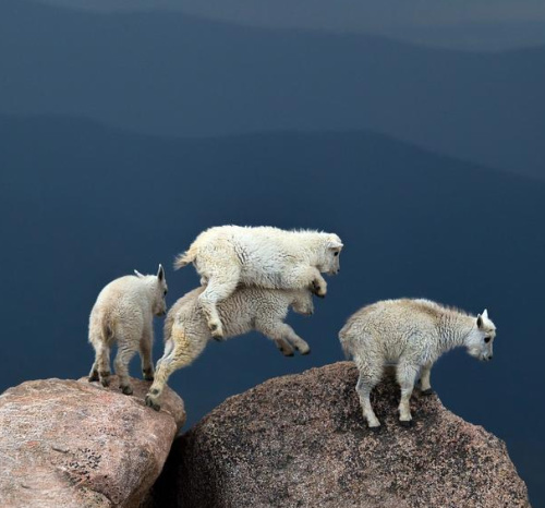 animals, photography