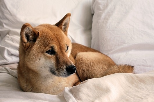 mode d'amour #puppy #inu #shiba #akita #dog