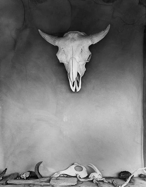 bones on bones #skull #buffalo