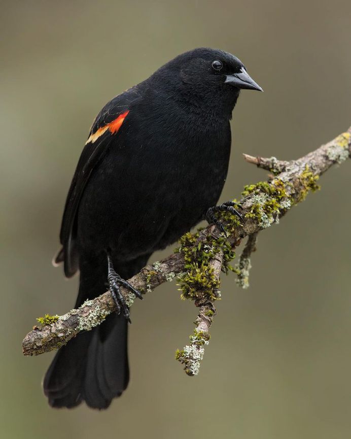 Red-winged Blackbird