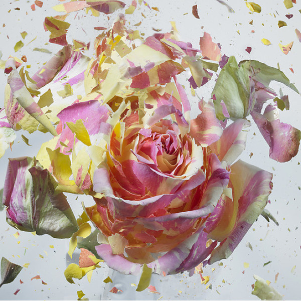 Liquid Nitrogen exploding flower by Martin Klimas