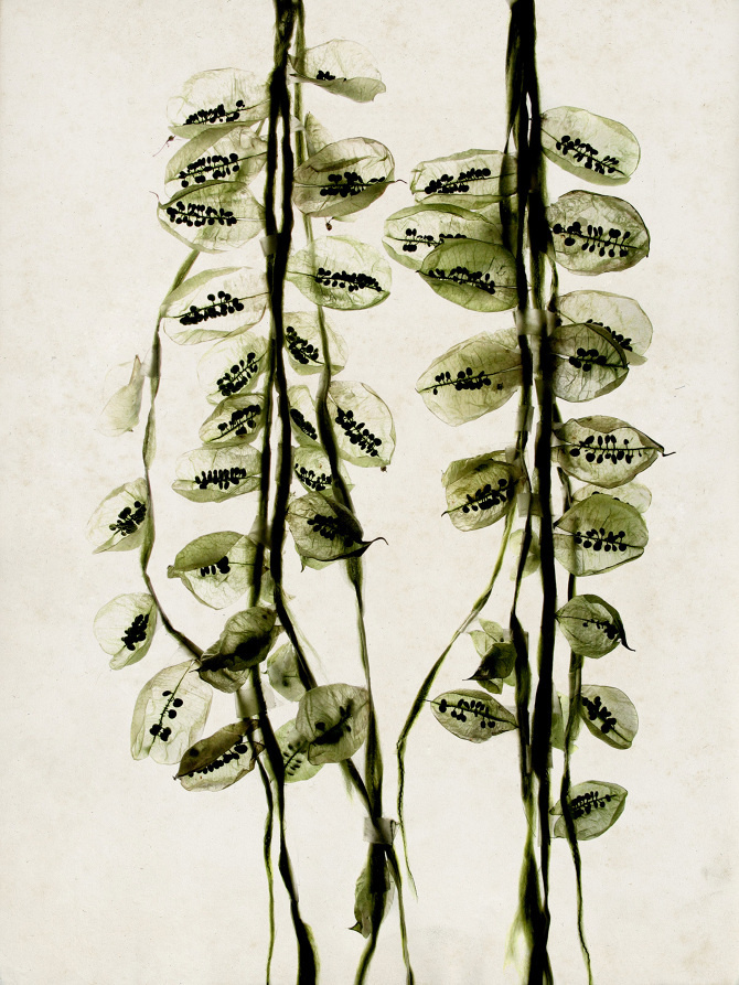 Colutea - BeatriceOettinger