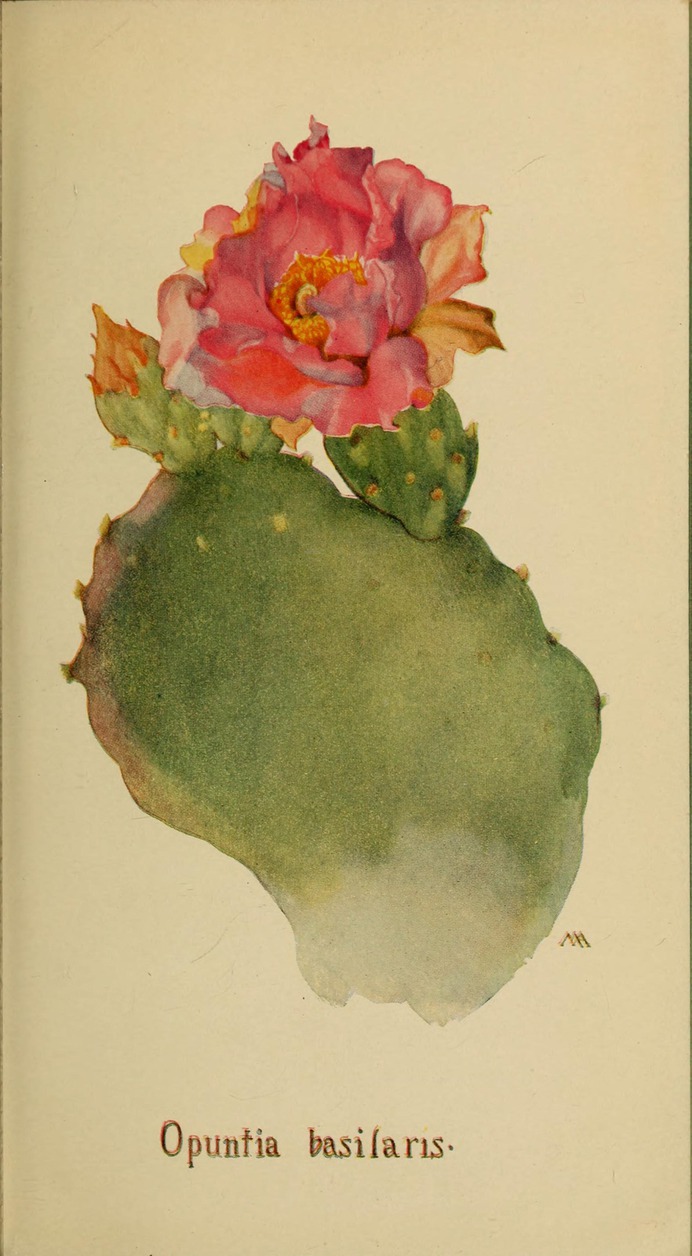 Opuntia_basilaris_by_Margaret_Neilson_Armstrong.jpg (1763×3200)