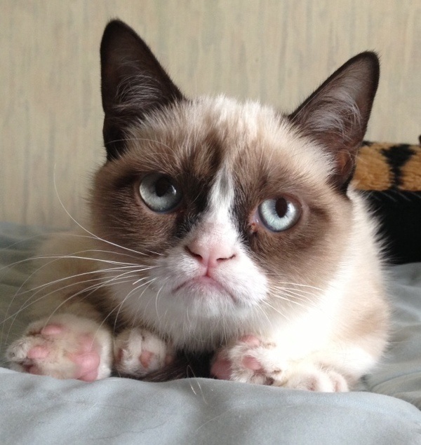 Grumpy Cat Imgur #ref
