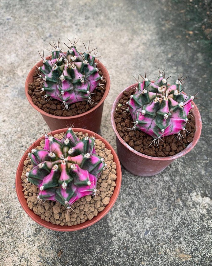 Wonderful Cactuses and Desert Plants by Wachirapol Deeprom