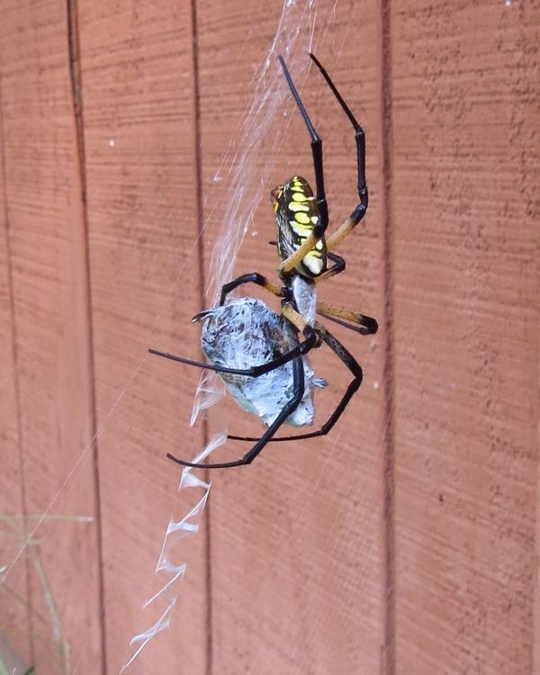 Garden Spider vs June Bug #vs #bug #spider #june #garden