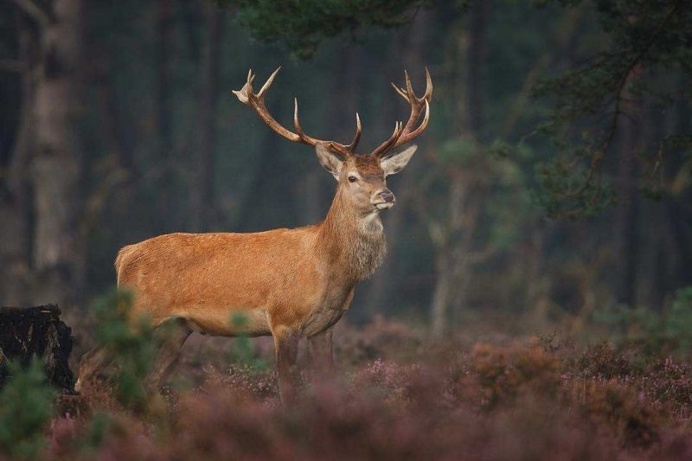 Gorgeous Animal Portraits by Pim Leijen