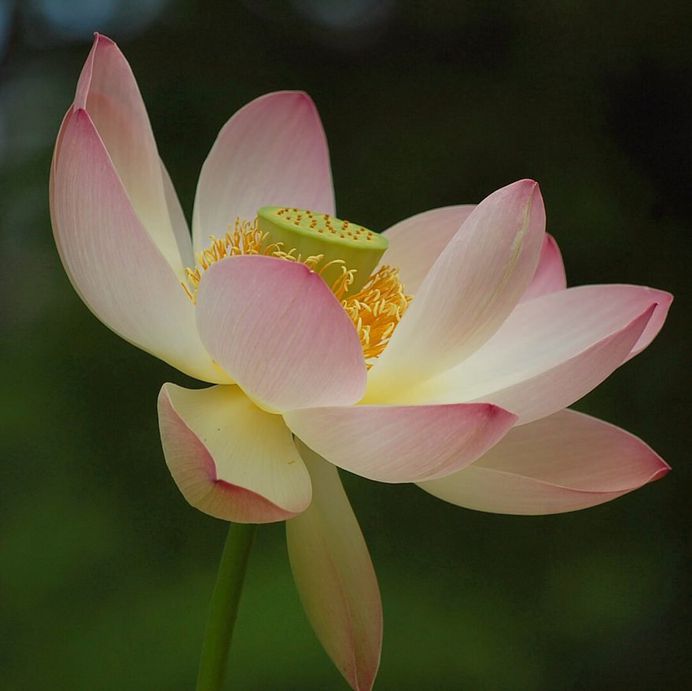Beautiful and delicate flower by Sachichi