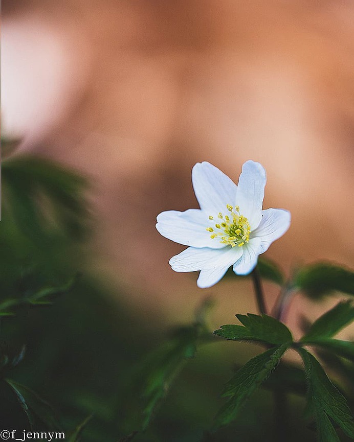Flowers of Sweden: Beautiful Flowers Pictures by Jenny Mårtensson