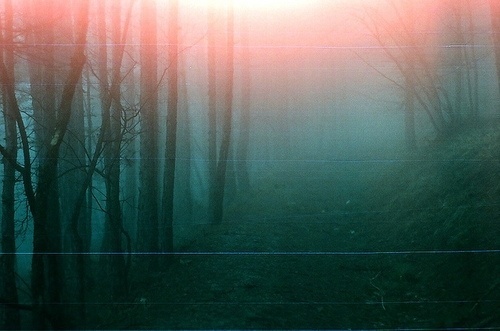 I think the kids are in trouble. #forest #photography #analog