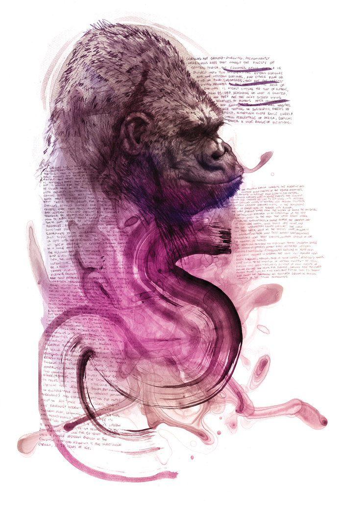 #gorilla #illustration