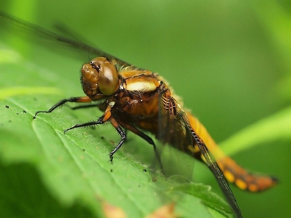 Macro Photography by Geziena Pomp-Looman #inspiration #photography #macro
