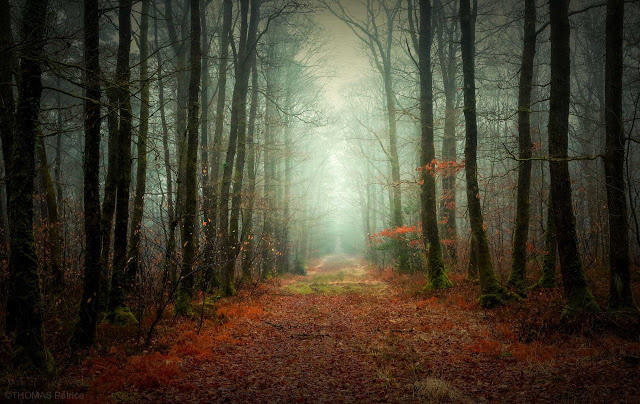 Mystical and Beautiful Forest Photography by Patrice Thomas