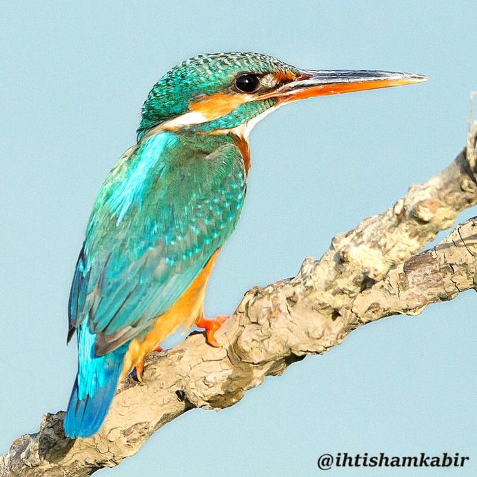 #birds_adored: Stunning Birds Photography by Ihtisham Kabir