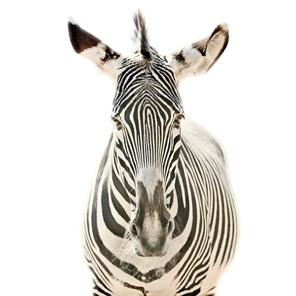 Animal Portraits on the Behance Network #photography #animal #portrait