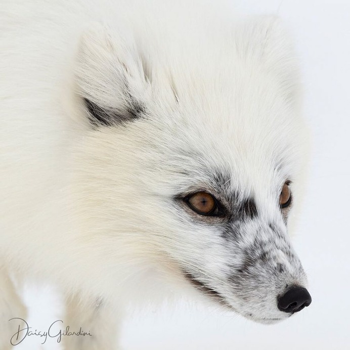 Amazing Portraits of Wild Animals by Daisy Gilardini