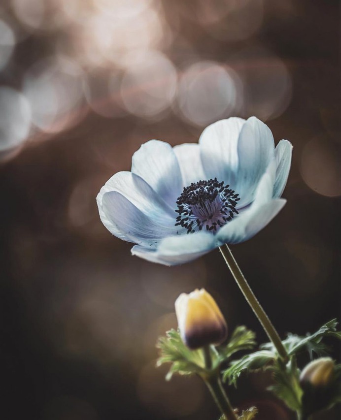 #flowerstagram: Creative Flowers Photography by Hiko Takahashi