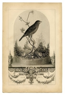 Birds of a Feather / Pretty bird ephemera #vintage