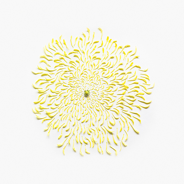Chrysanthemum Exploded 01, Singapore #yellow #photography #flowers