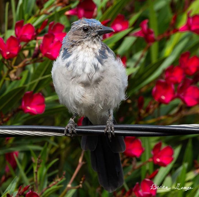 #your_best_birds: Beautiful Birds Photography by Brian Genge